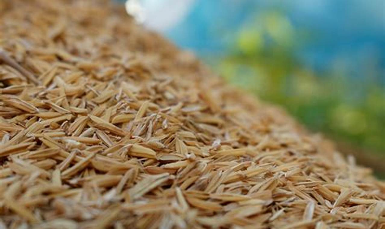 Grow Your Own! Garden Rice Growing Guide | The Ultimate Gardening Guide: Grow a Thriving Garden Year-Round