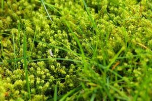 Stop Moss on Garden: Control &amp; Embrace in Your Garden | The Ultimate Gardening Guide: Grow a Thriving Garden Year-Round
