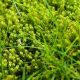 Stop Moss on Garden: Control &amp; Embrace in Your Garden | The Ultimate Gardening Guide: Grow a Thriving Garden Year-Round