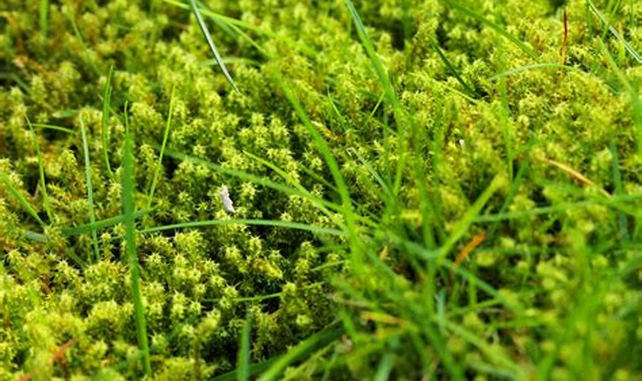 Stop Moss on Garden: Control &amp; Embrace in Your Garden | The Ultimate Gardening Guide: Grow a Thriving Garden Year-Round
