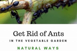 Stop Ants in Vegetable Garden: Natural Solutions for Your Garden The Ultimate Gardening Guide: Grow a Thriving Garden Year-Round Stop Ants in Vegetable Garden: Natural Solutions for Your Garden | The Ultimate Gardening Guide: Grow a Thriving Garden Year-Round