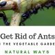 Stop Ants in Vegetable Garden: Natural Solutions for Your Garden | The Ultimate Gardening Guide: Grow a Thriving Garden Year-Round