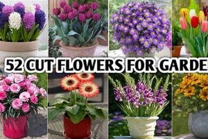 Grow the Best Cut Flowers for Your Garden: Blooms & Beauty The Ultimate Gardening Guide: Grow a Thriving Garden Year-Round Grow the Best Cut Flowers for Your Garden: Blooms & Beauty | The Ultimate Gardening Guide: Grow a Thriving Garden Year-Round