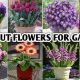 Grow the Best Cut Flowers for Your Garden: Blooms & Beauty | The Ultimate Gardening Guide: Grow a Thriving Garden Year-Round