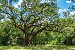 Grow Your Garden Oak: Care & Species Guide | The Ultimate Gardening Guide: Grow a Thriving Garden Year-Round