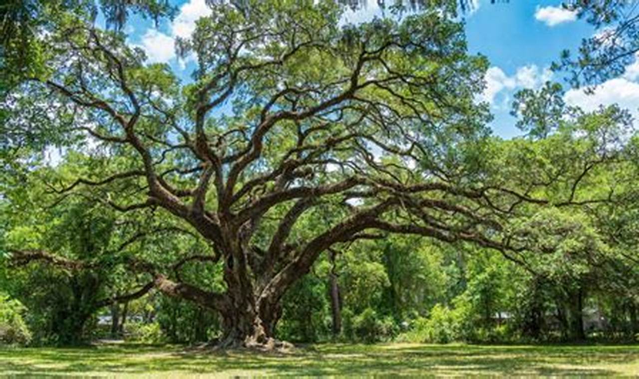 Grow Your Garden Oak: Care & Species Guide The Ultimate Gardening Guide: Grow a Thriving Garden Year-Round Grow Your Garden Oak: Care & Species Guide | The Ultimate Gardening Guide: Grow a Thriving Garden Year-Round