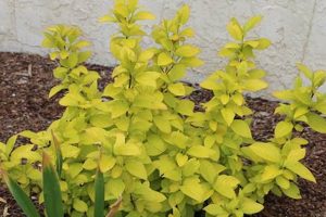 Grow Vibrant Garden Glow Dogwood: Care & Beauty! The Ultimate Gardening Guide: Grow a Thriving Garden Year-Round Grow Vibrant Garden Glow Dogwood: Care & Beauty! | The Ultimate Gardening Guide: Grow a Thriving Garden Year-Round