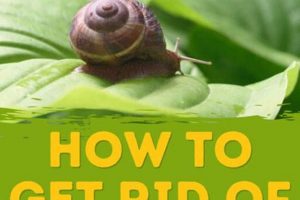 Easy How-To: Get Rid of Snails in Garden Fast! | The Ultimate Gardening Guide: Grow a Thriving Garden Year-Round