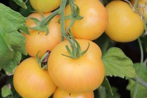 Grow Delicious: Garden Peach Tomato Secrets & Tips The Ultimate Gardening Guide: Grow a Thriving Garden Year-Round Grow Delicious: Garden Peach Tomato Secrets & Tips | The Ultimate Gardening Guide: Grow a Thriving Garden Year-Round