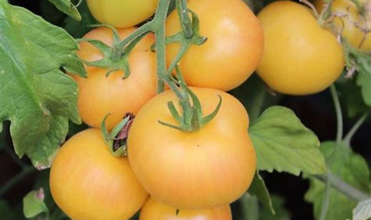 Grow Delicious: Garden Peach Tomato Secrets & Tips The Ultimate Gardening Guide: Grow a Thriving Garden Year-Round Grow Delicious: Garden Peach Tomato Secrets & Tips | The Ultimate Gardening Guide: Grow a Thriving Garden Year-Round