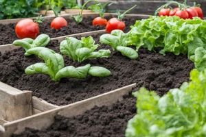 Best Garden Soil for Vegetables: Grow Healthy Now! | The Ultimate Gardening Guide: Grow a Thriving Garden Year-Round