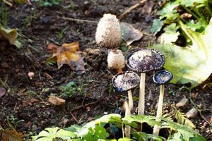 Understanding Mushrooms in Your Garden (and Beyond!) The Ultimate Gardening Guide: Grow a Thriving Garden Year-Round Understanding Mushrooms in Your Garden (and Beyond!) | The Ultimate Gardening Guide: Grow a Thriving Garden Year-Round