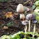 Understanding Mushrooms in Your Garden (and Beyond!) | The Ultimate Gardening Guide: Grow a Thriving Garden Year-Round