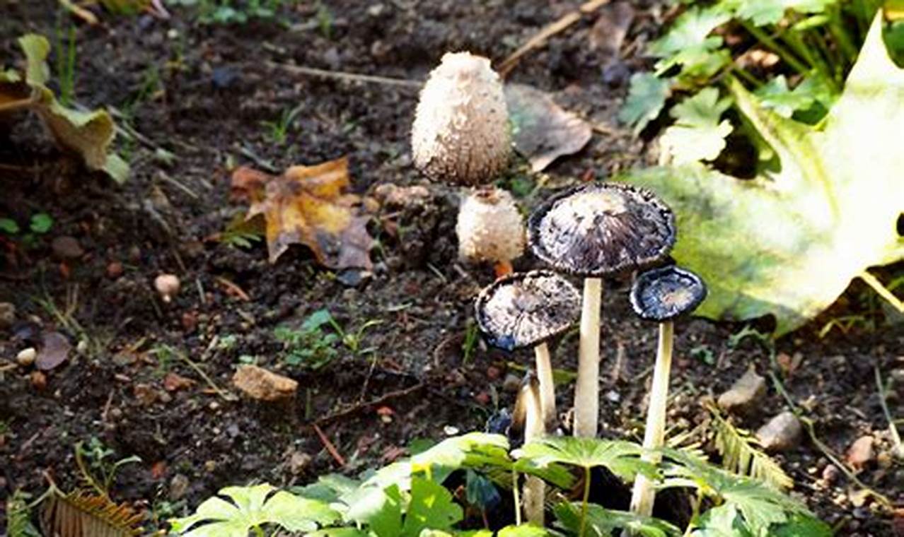 Understanding Mushrooms in Your Garden (and Beyond!) | The Ultimate Gardening Guide: Grow a Thriving Garden Year-Round