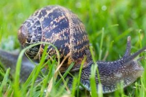 Snail Saviors? Are Snails Good for Your Garden & Ecosystem | The Ultimate Gardening Guide: Grow a Thriving Garden Year-Round