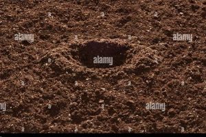 Garden Holes in Garden Soil: Causes & Fixes Now! | The Ultimate Gardening Guide: Grow a Thriving Garden Year-Round