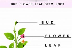Easy Garden Labeling: Plant ID in Your Garden Oasis | The Ultimate Gardening Guide: Grow a Thriving Garden Year-Round