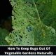 Easy How to Keep Insects Out of Your Garden {Tips} | The Ultimate Gardening Guide: Grow a Thriving Garden Year-Round