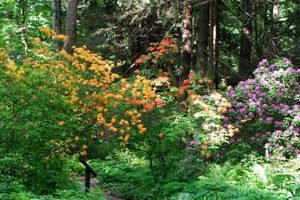 Discover a Secret Garden in the Woods: Guide & Tips | The Ultimate Gardening Guide: Grow a Thriving Garden Year-Round