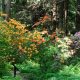 Discover a Secret Garden in the Woods: Guide & Tips | The Ultimate Gardening Guide: Grow a Thriving Garden Year-Round