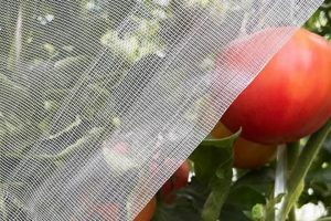 Buy Insect Netting for Garden: Grow Pest-Free Plants! The Ultimate Gardening Guide: Grow a Thriving Garden Year-Round Buy Insect Netting for Garden: Grow Pest-Free Plants! | The Ultimate Gardening Guide: Grow a Thriving Garden Year-Round