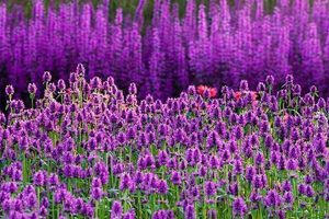 Grow Beautiful Garden Purple Flowers: A Guide | The Ultimate Gardening Guide: Grow a Thriving Garden Year-Round