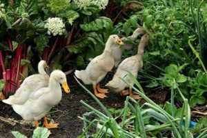 Backyard Garden Ducks: A Gardener's Guide The Ultimate Gardening Guide: Grow a Thriving Garden Year-Round Backyard Garden Ducks: A Gardener's Guide | The Ultimate Gardening Guide: Grow a Thriving Garden Year-Round