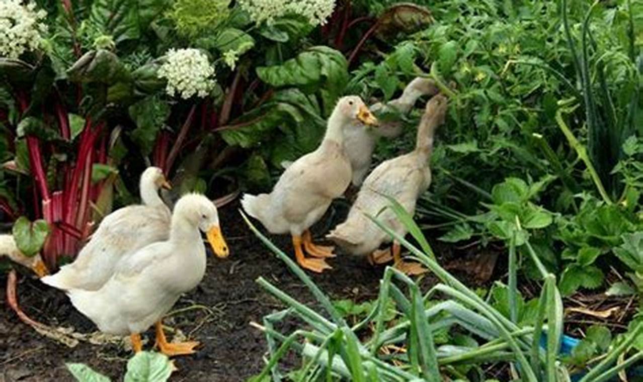 Backyard Garden Ducks: A Gardener's Guide | The Ultimate Gardening Guide: Grow a Thriving Garden Year-Round