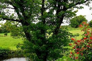 Design Your Own JN Garden: Tips & Ideas | The Ultimate Gardening Guide: Grow a Thriving Garden Year-Round