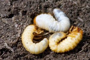 Stop Grubs in the Garden: Protect Your Plants Now! | The Ultimate Gardening Guide: Grow a Thriving Garden Year-Round