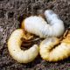 Stop Grubs in the Garden: Protect Your Plants Now! | The Ultimate Gardening Guide: Grow a Thriving Garden Year-Round