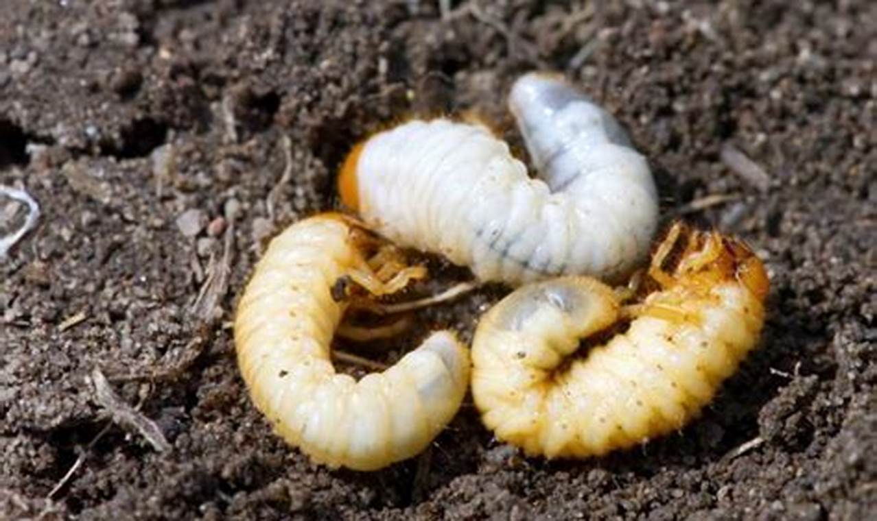 Stop Grubs in the Garden: Protect Your Plants Now! | The Ultimate Gardening Guide: Grow a Thriving Garden Year-Round