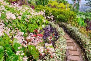 Elevated Summit Garden: Design & Flourish Tips | The Ultimate Gardening Guide: Grow a Thriving Garden Year-Round