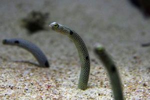 Charming Spotted Garden Eels: A Garden Underwater! | The Ultimate Gardening Guide: Grow a Thriving Garden Year-Round