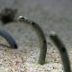 Charming Spotted Garden Eels: A Garden Underwater! | The Ultimate Gardening Guide: Grow a Thriving Garden Year-Round