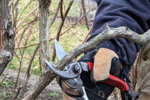 Easy Guide: Sharpen Garden Pruners for Perfect Cuts | The Ultimate Gardening Guide: Grow a Thriving Garden Year-Round
