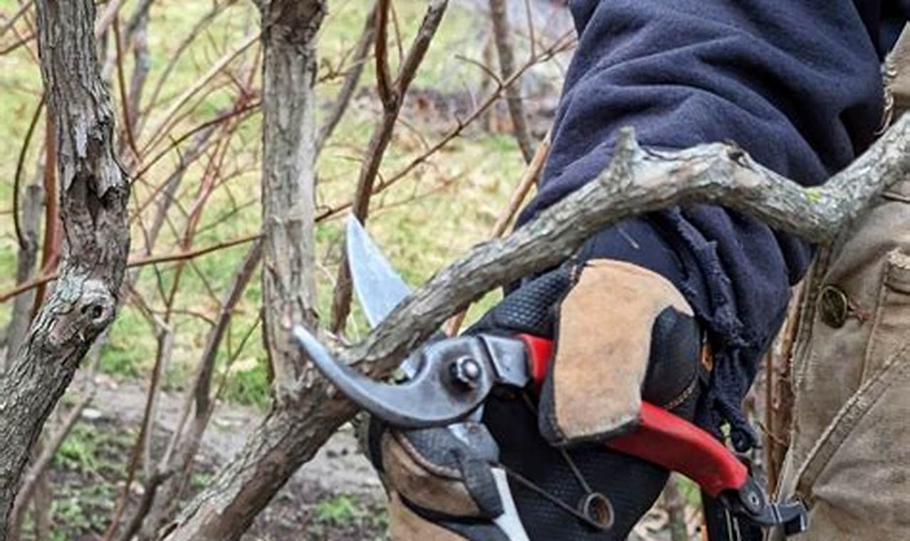 Easy Guide: Sharpen Garden Pruners for Perfect Cuts | The Ultimate Gardening Guide: Grow a Thriving Garden Year-Round