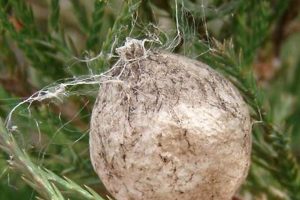 Garden Spider Egg Sack: Nest Secrets & Care Tips | The Ultimate Gardening Guide: Grow a Thriving Garden Year-Round