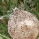 Garden Spider Egg Sack: Nest Secrets & Care Tips | The Ultimate Gardening Guide: Grow a Thriving Garden Year-Round