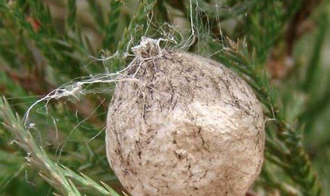 Garden Spider Egg Sack: Nest Secrets & Care Tips | The Ultimate Gardening Guide: Grow a Thriving Garden Year-Round