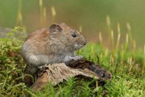 Stop Voles in Garden: Control & Protect Your Plants The Ultimate Gardening Guide: Grow a Thriving Garden Year-Round Stop Voles in Garden: Control & Protect Your Plants | The Ultimate Gardening Guide: Grow a Thriving Garden Year-Round