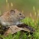 Stop Voles in Garden: Control & Protect Your Plants | The Ultimate Gardening Guide: Grow a Thriving Garden Year-Round