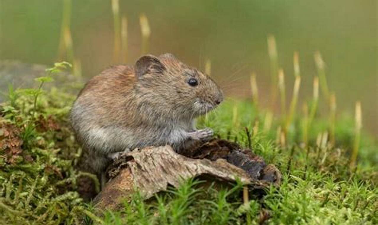 Stop Voles in Garden: Control & Protect Your Plants The Ultimate Gardening Guide: Grow a Thriving Garden Year-Round Stop Voles in Garden: Control & Protect Your Plants | The Ultimate Gardening Guide: Grow a Thriving Garden Year-Round