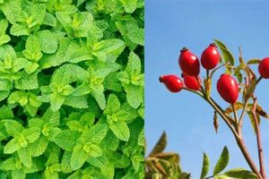 Grow Tea Garden Plants: Tips &amp; Beautiful Varieties | The Ultimate Gardening Guide: Grow a Thriving Garden Year-Round