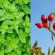 Grow Tea Garden Plants: Tips &amp; Beautiful Varieties | The Ultimate Gardening Guide: Grow a Thriving Garden Year-Round