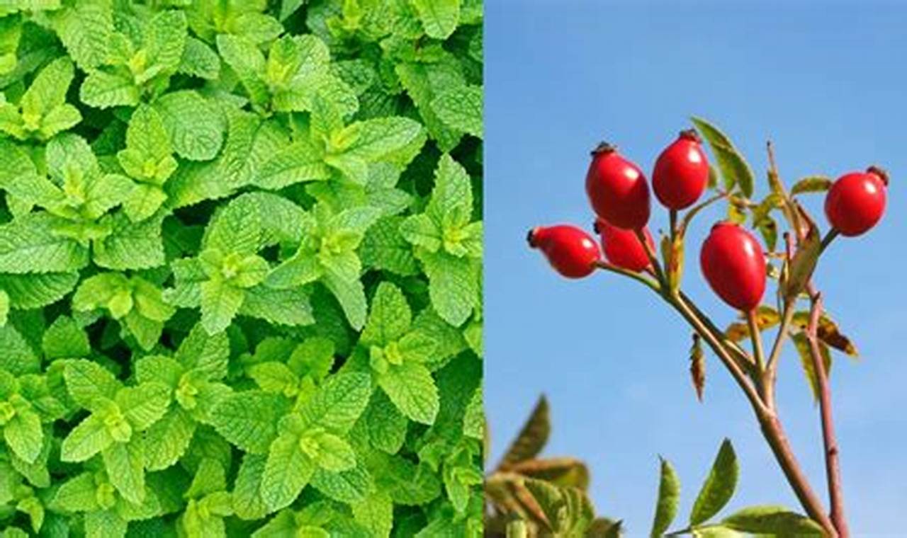 Grow Tea Garden Plants: Tips & Beautiful Varieties The Ultimate Gardening Guide: Grow a Thriving Garden Year-Round Grow Tea Garden Plants: Tips & Beautiful Varieties | The Ultimate Gardening Guide: Grow a Thriving Garden Year-Round