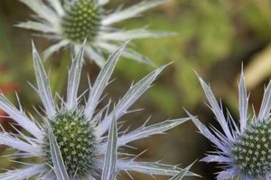 The Art of Secret Garden Growers: Cultivating Hidden Gems | The Ultimate Gardening Guide: Grow a Thriving Garden Year-Round