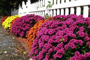 Design a Beautiful Mum Garden: Tips & Ideas | The Ultimate Gardening Guide: Grow a Thriving Garden Year-Round