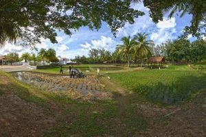Growing Rice Garden: Tips &amp; Benefits for Your Home | The Ultimate Gardening Guide: Grow a Thriving Garden Year-Round