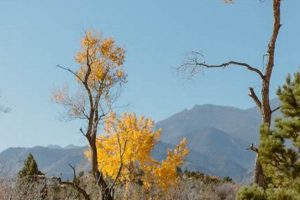 Plan Your Dream Garden of the Gods Wedding: Tips & Guide | The Ultimate Gardening Guide: Grow a Thriving Garden Year-Round